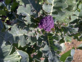 cranleigh house garden