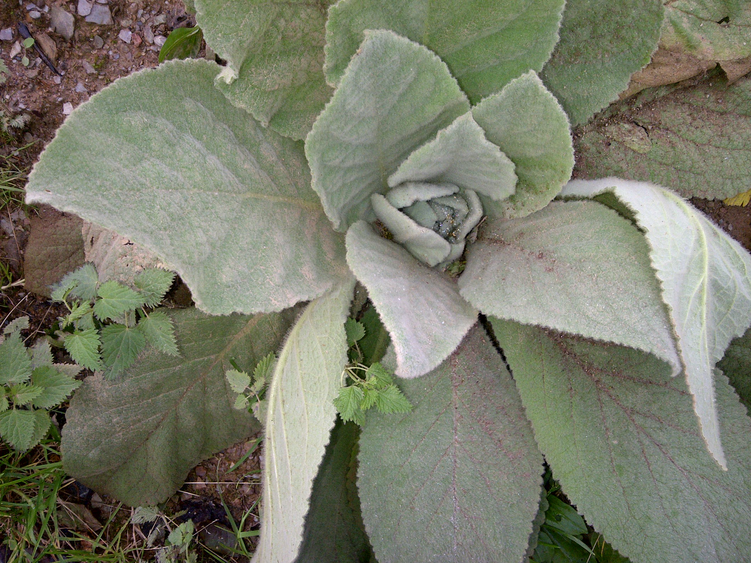 detox plants