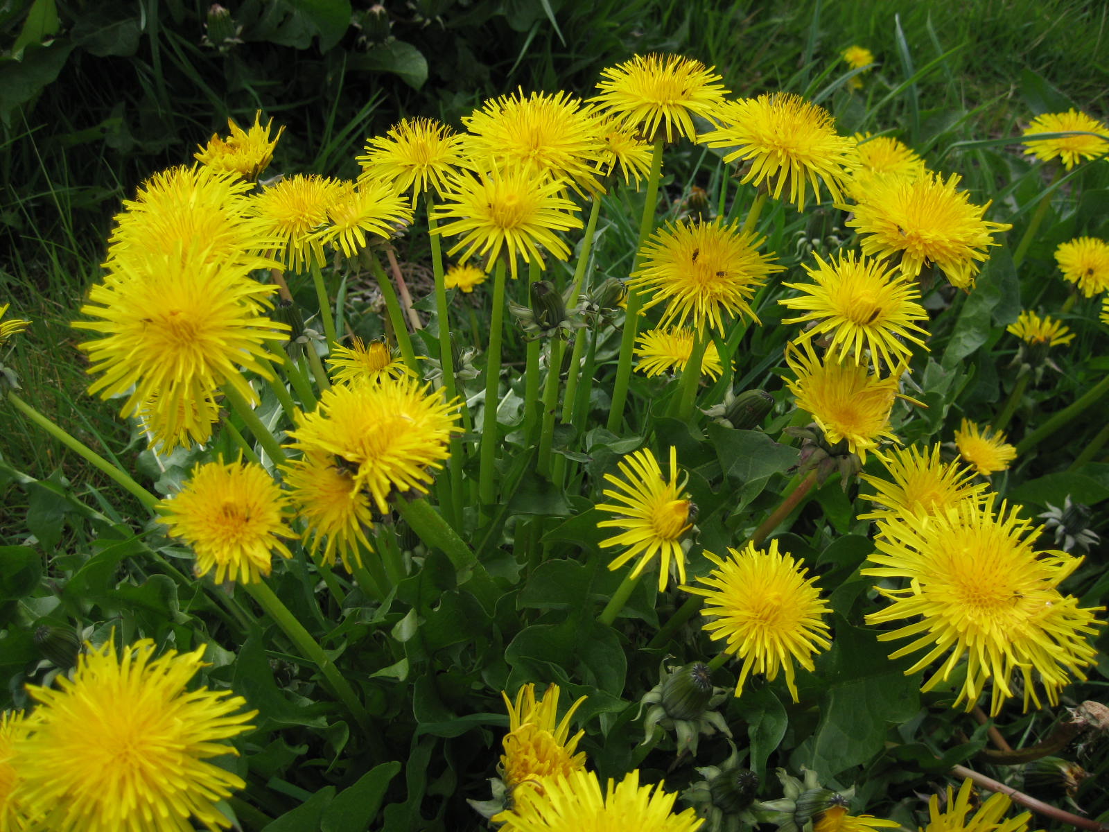 dandelion detox