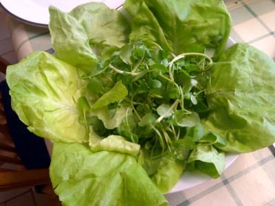 lettuce