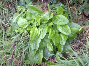 sheep sorrel wild foraging