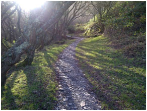 Walk Camino Devon UK 