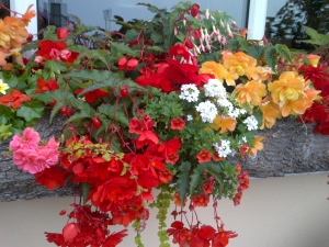 flowers lynton