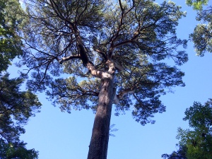 pinetree devon